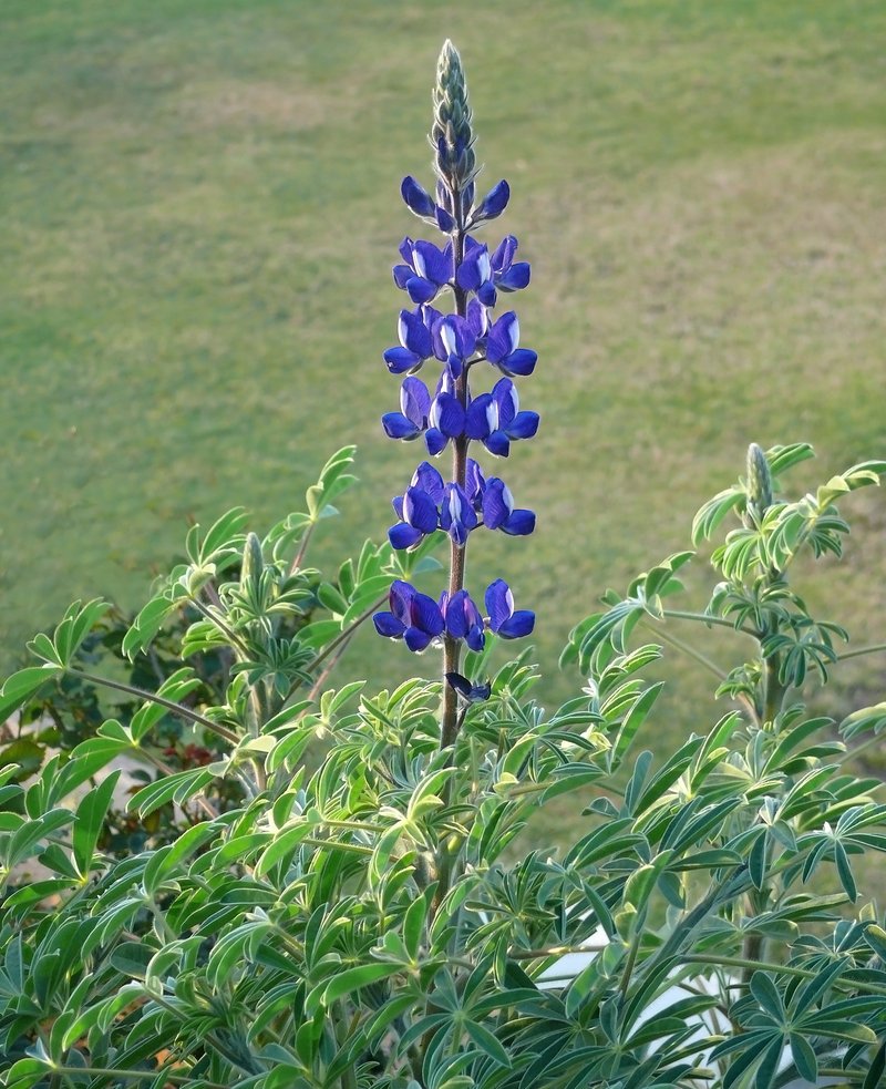 Blue Lupine