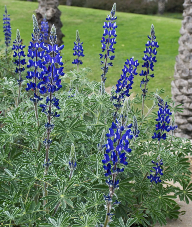 Blue Lupine photo 2