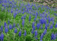Blue Lupine