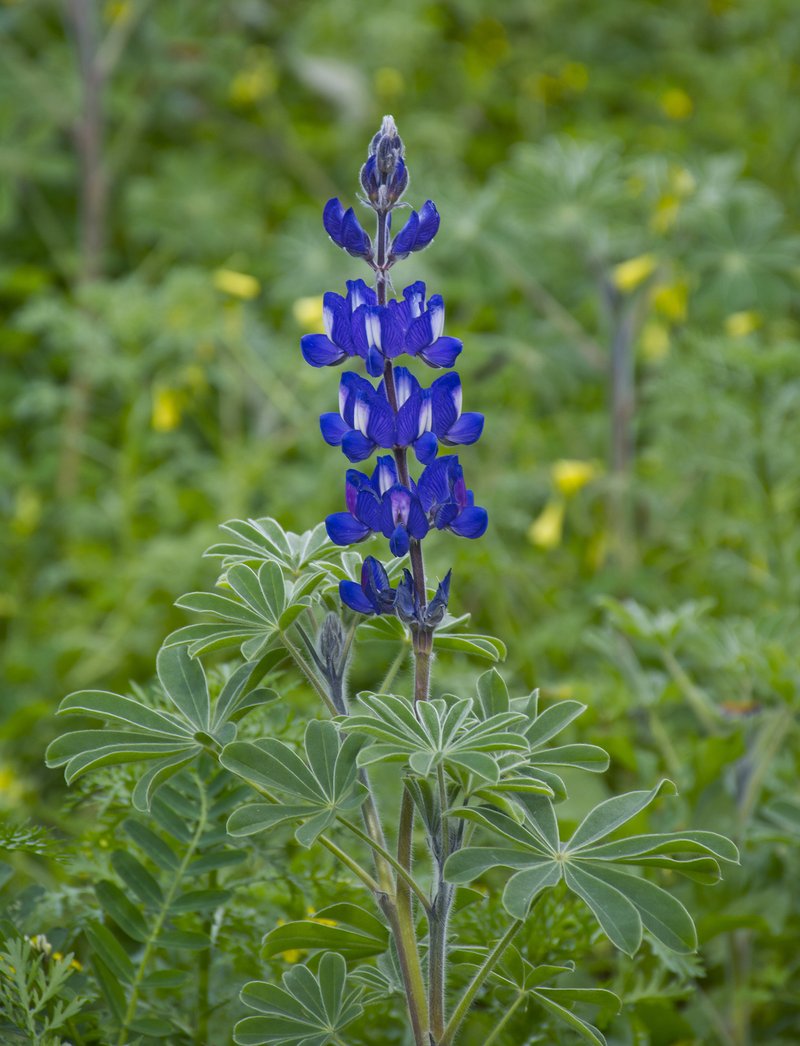 Blue Lupine photo 3