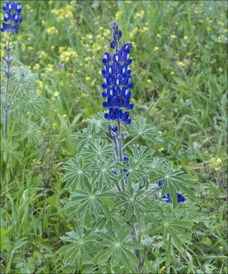 Blue Lupine photo 4