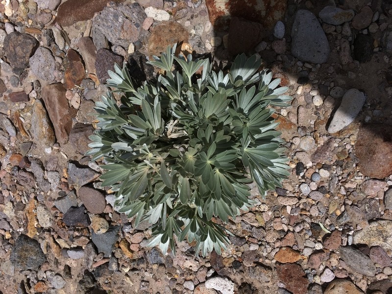 Lupinus pinguis