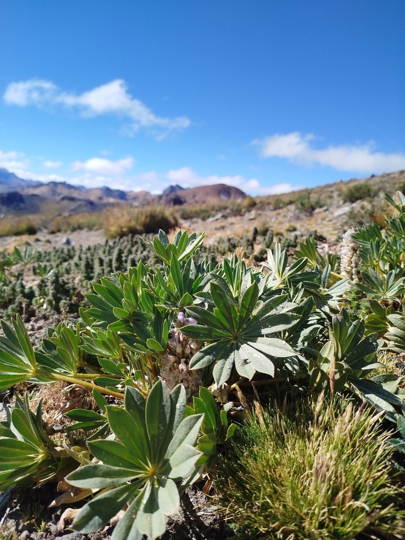 Lupinus pinguis photo 3
