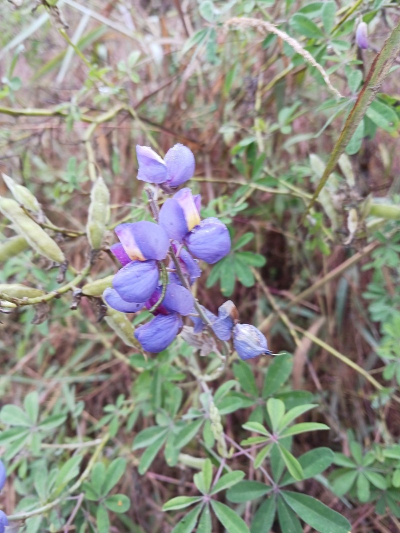 Lupinus piurensis
