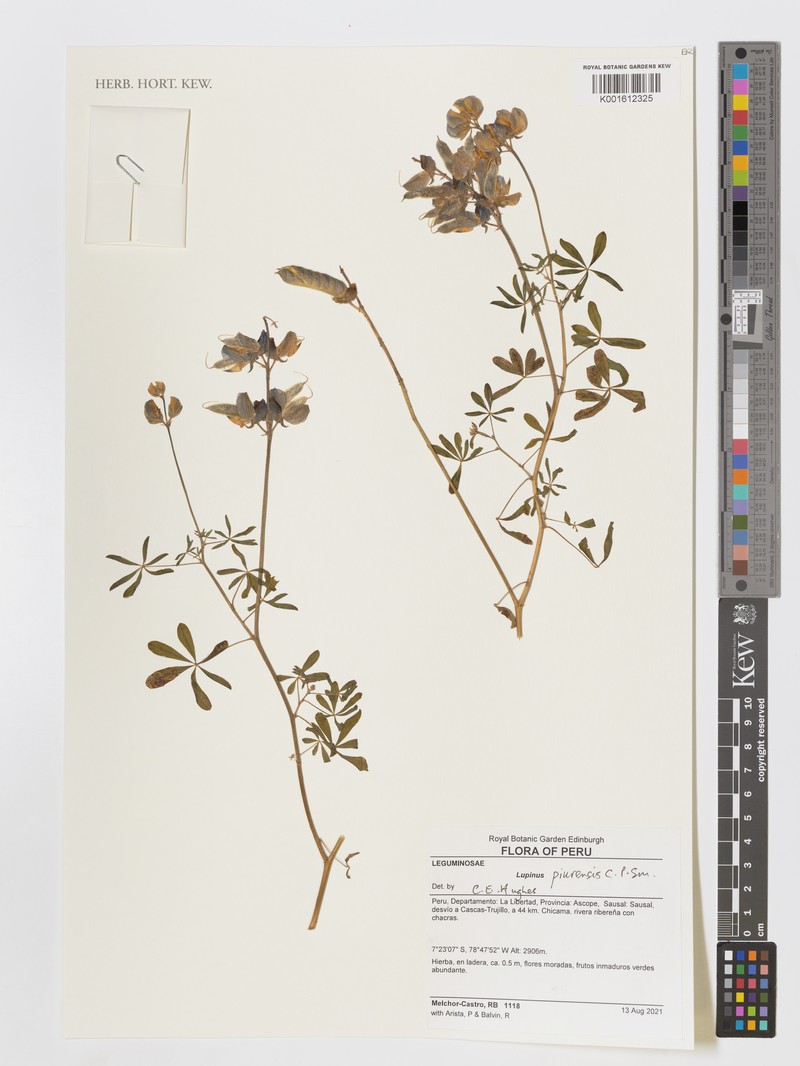 Lupinus piurensis photo 2