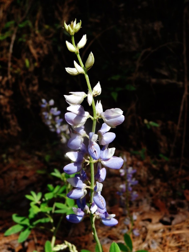 Lupinus platamodes