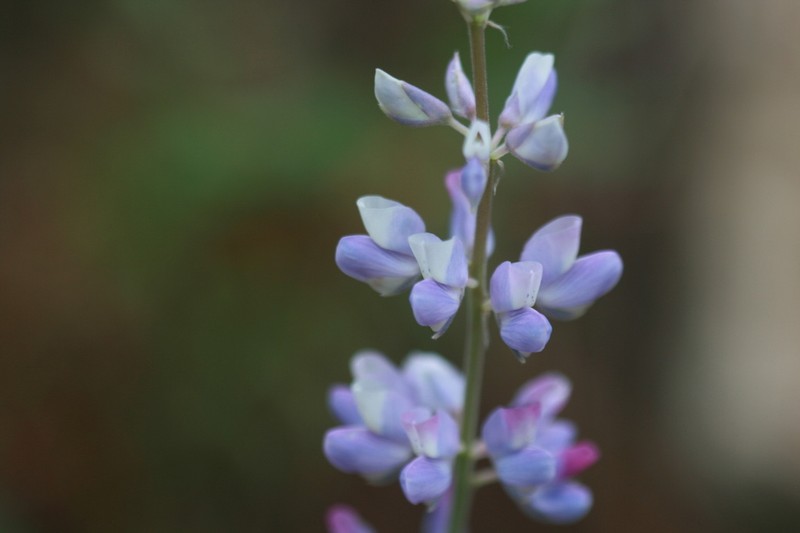 Lupinus platamodes photo 2