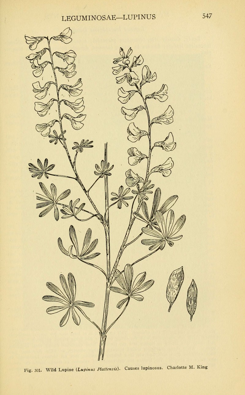 Nebraska Lupine