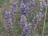 Nebraska Lupine