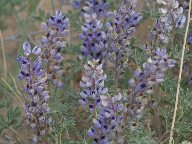 Nebraska Lupine