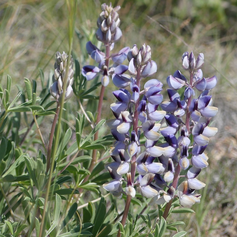Nebraska Lupine photo 2