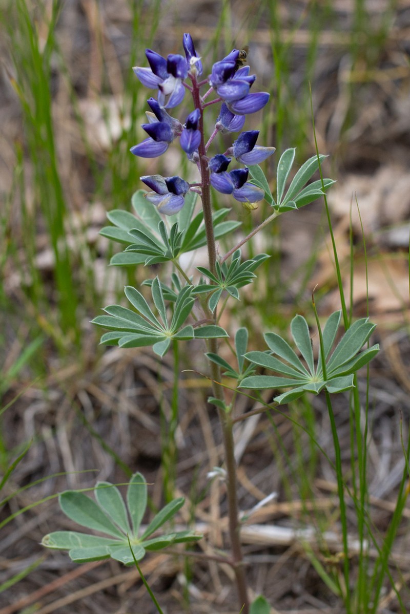 Nebraska Lupine photo 3