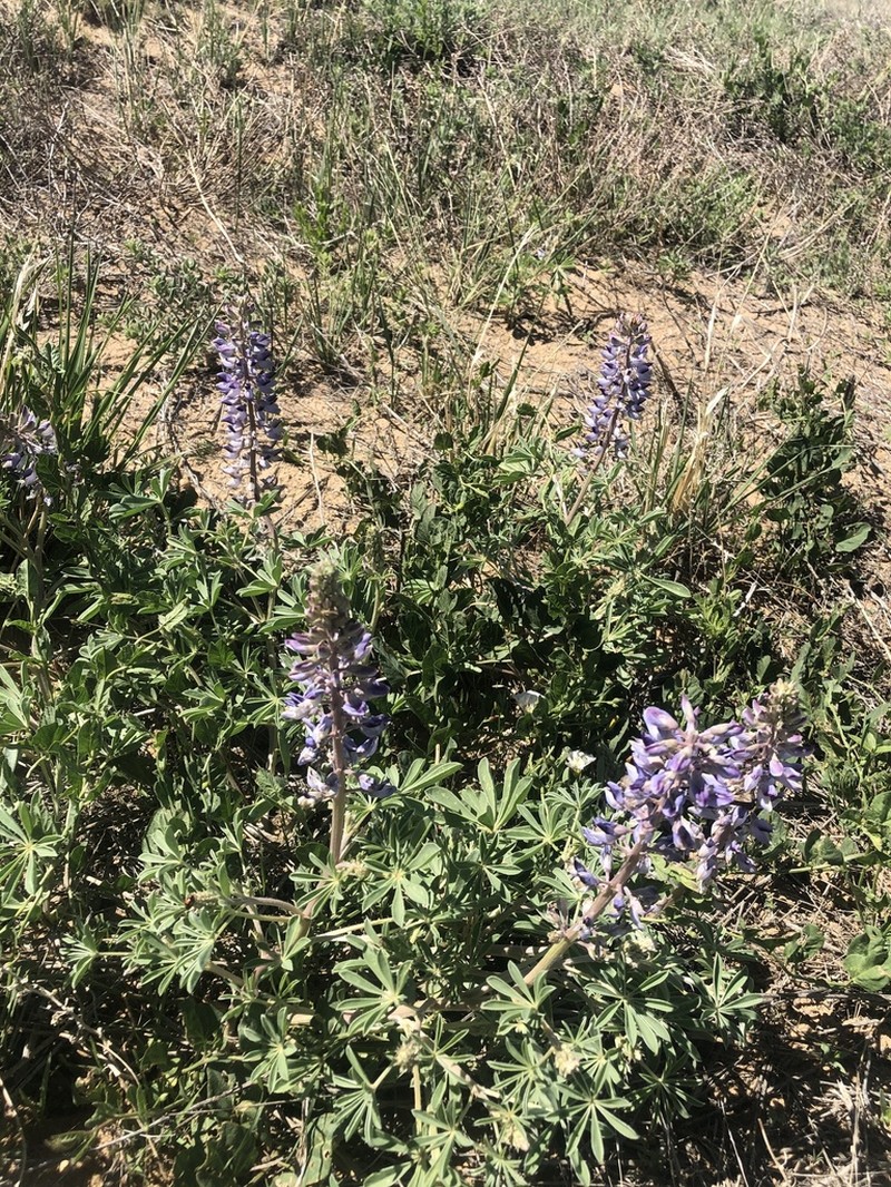 Nebraska Lupine photo 4