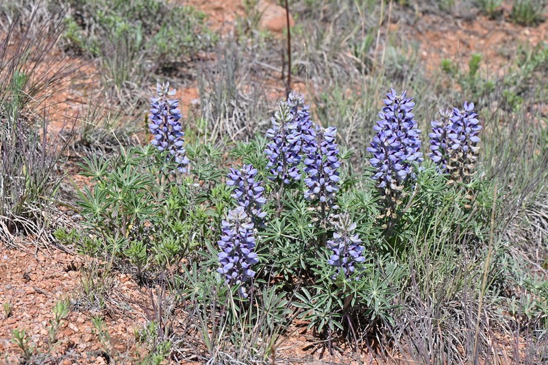 Nebraska Lupine photo 5