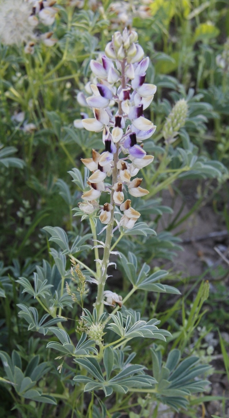 Nebraska Lupine photo 6