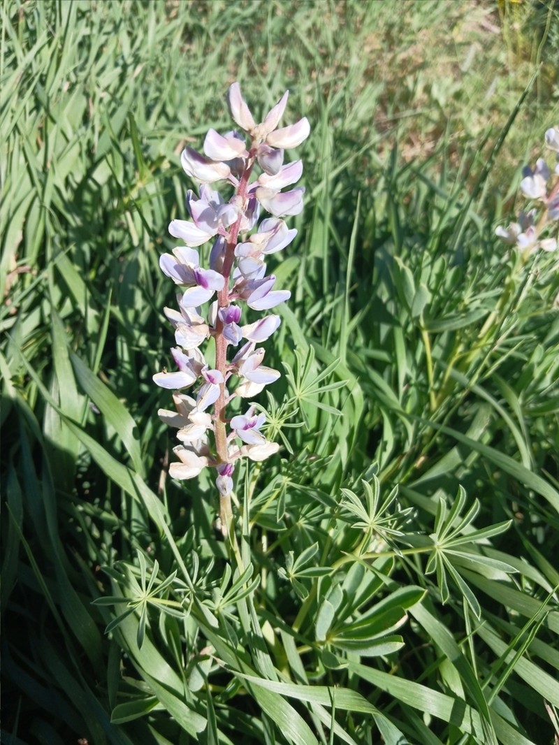 Nebraska Lupine photo 7