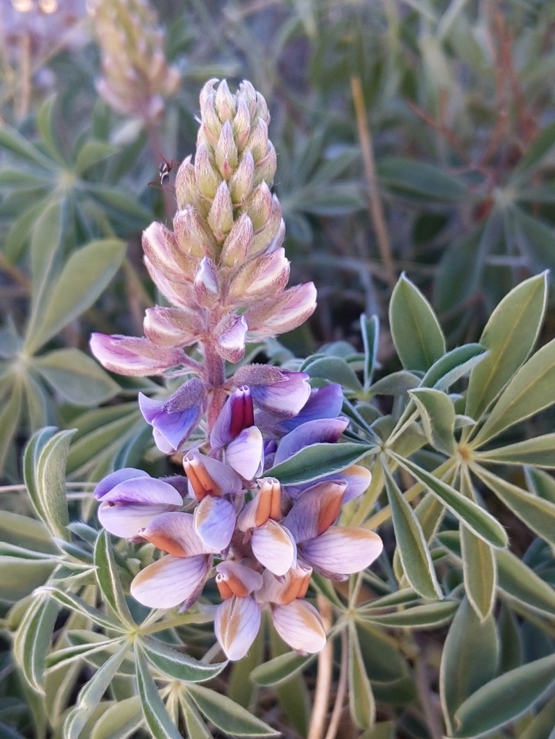 Nebraska Lupine photo 8