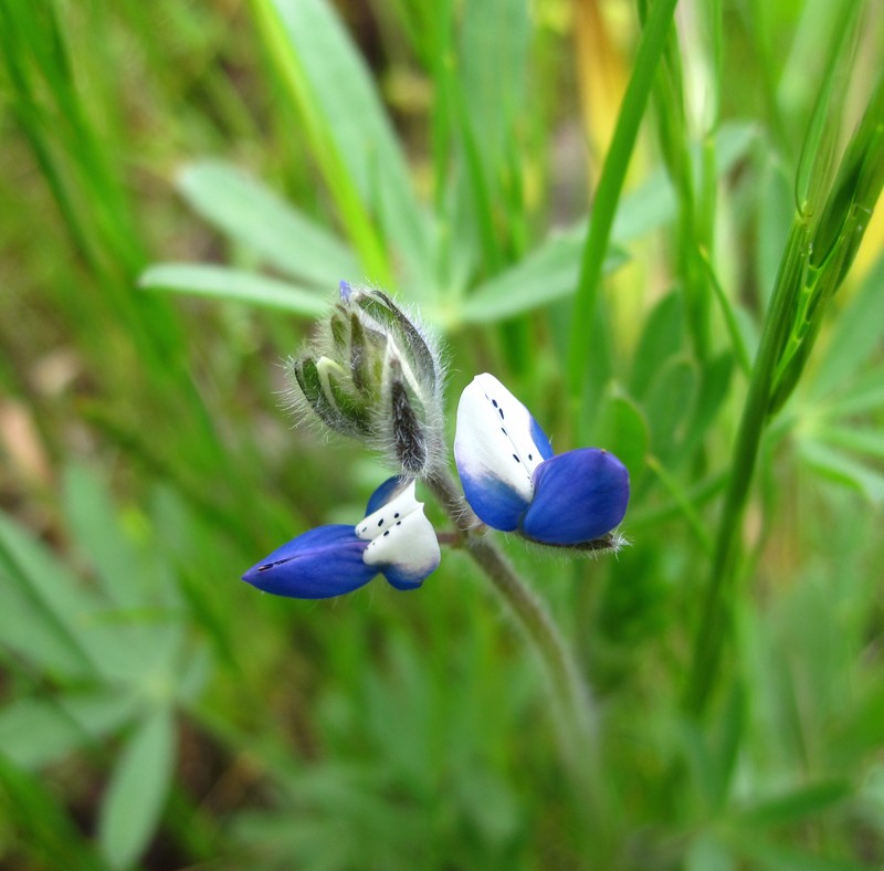 Smallflower Lupine