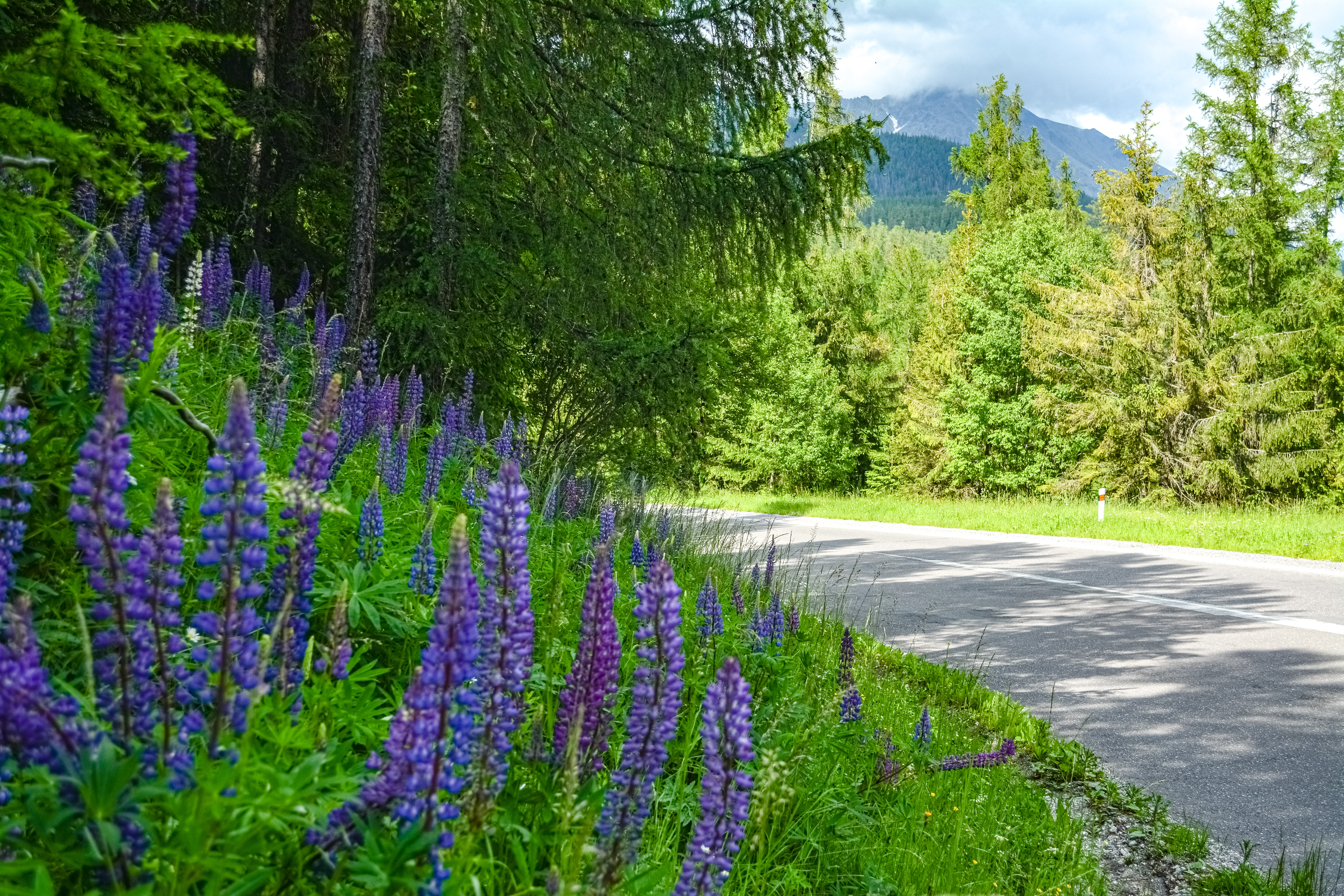 Bigleaf Lupine photo 5