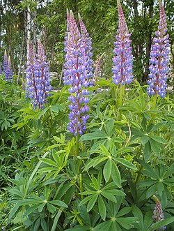 Bigleaf Lupine