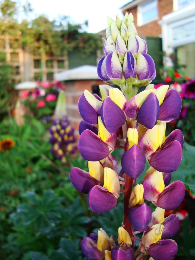 Bigleaf Lupine photo 3