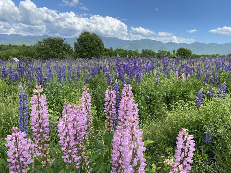 Bigleaf Lupine photo 4