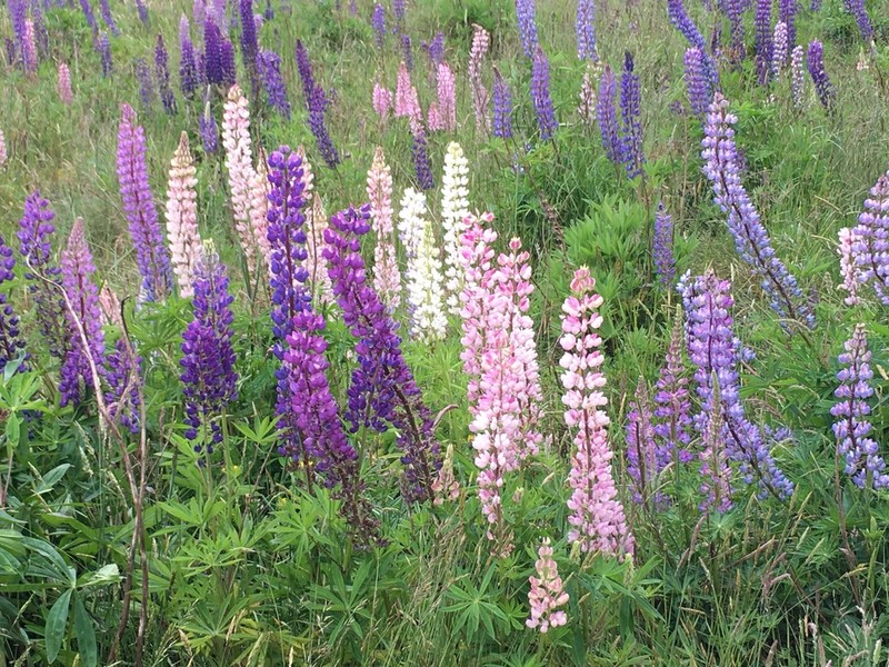 Bigleaf Lupine photo 5