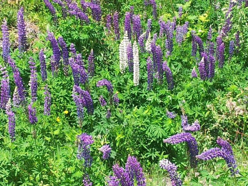 Bigleaf Lupine photo 6