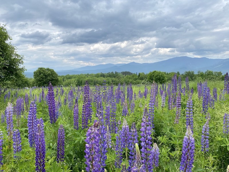 Bigleaf Lupine photo 7
