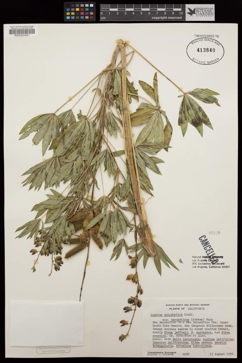 Lupinus polyphyllus subsp. bernardinus