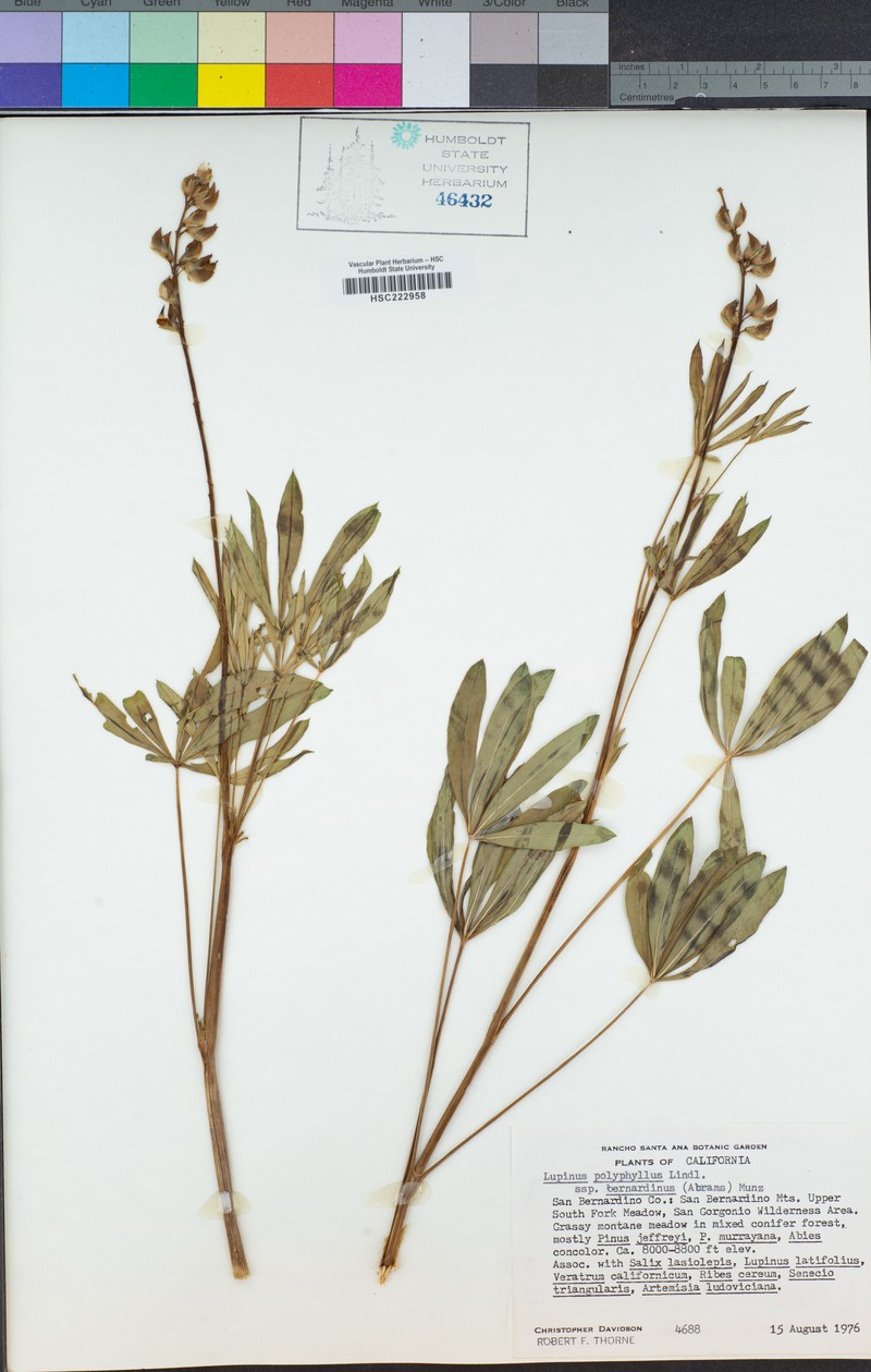 Lupinus polyphyllus subsp. bernardinus photo 2