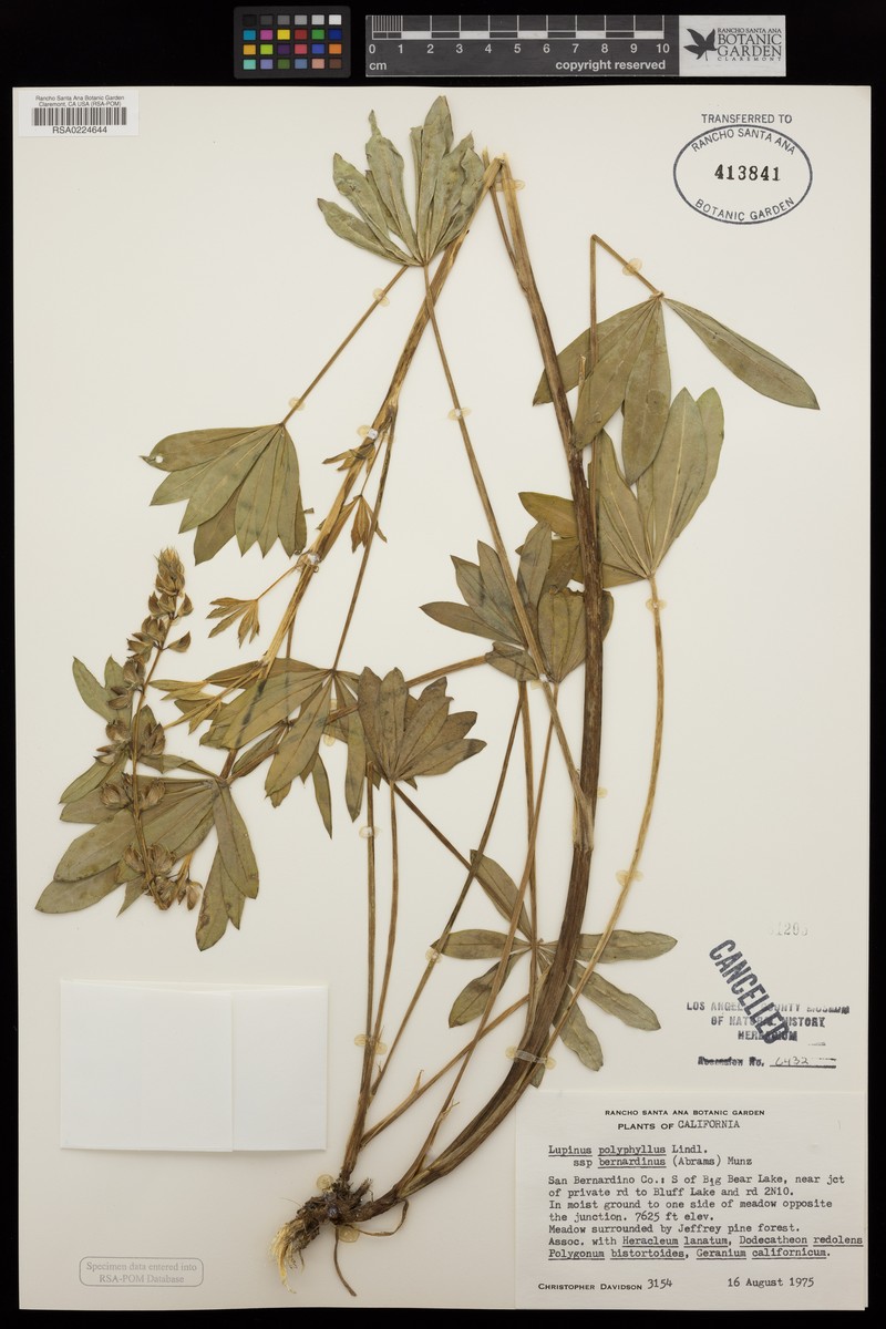 Lupinus polyphyllus subsp. bernardinus photo 3