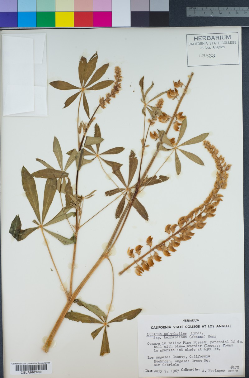 Lupinus polyphyllus subsp. bernardinus photo 4