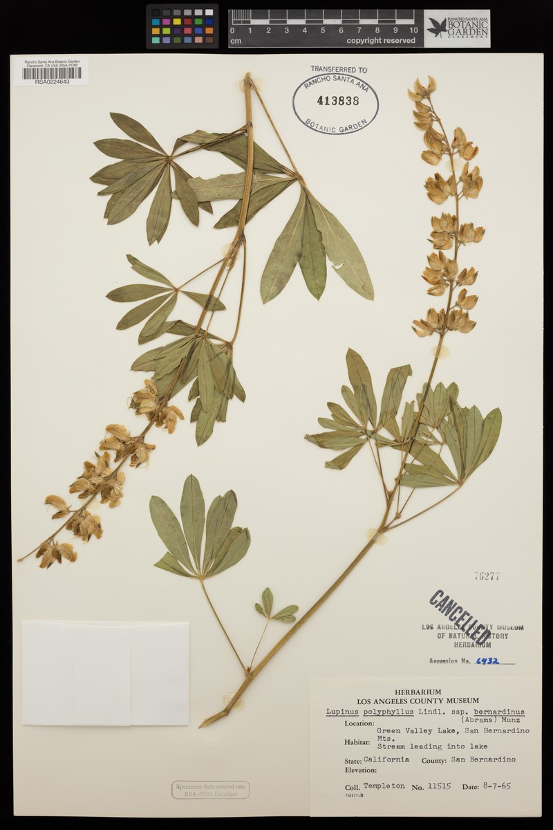 Lupinus polyphyllus subsp. bernardinus photo 5