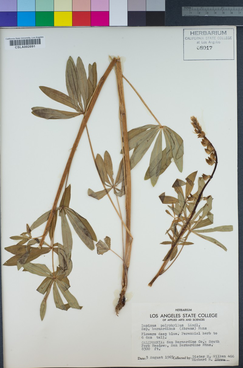 Lupinus polyphyllus subsp. bernardinus photo 6
