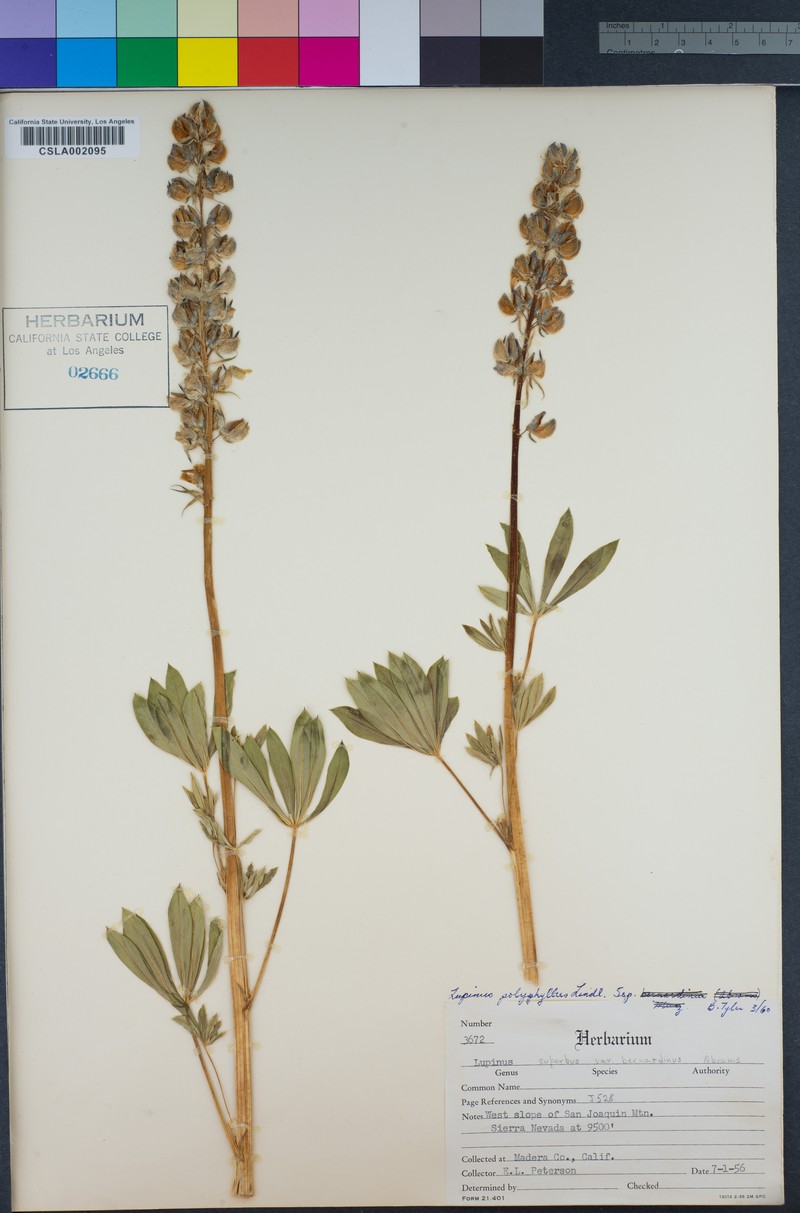Lupinus polyphyllus subsp. bernardinus photo 7