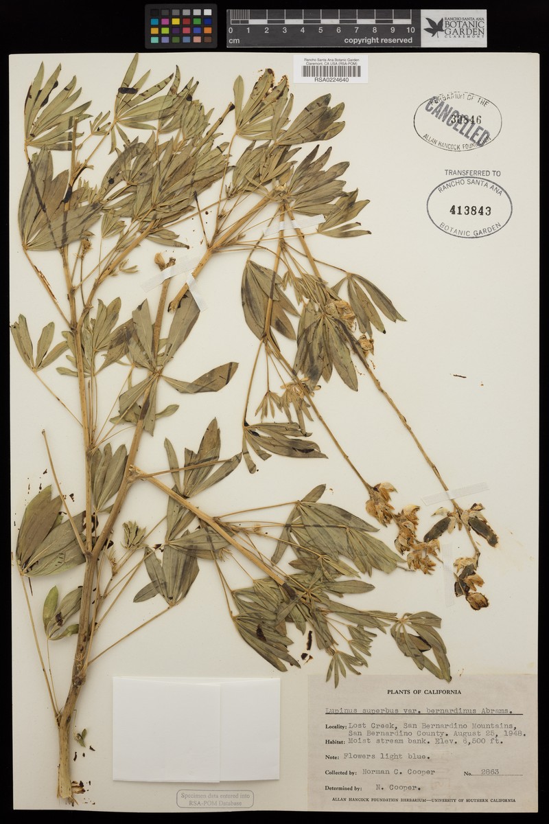 Lupinus polyphyllus subsp. bernardinus photo 8
