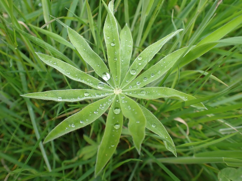 Lupinus polyphyllus subsp. polyphyllus