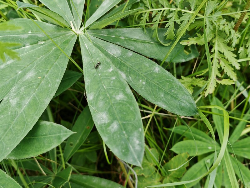 Lupinus polyphyllus subsp. polyphyllus photo 2