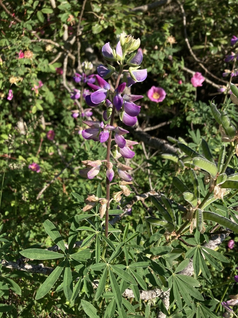 Lupinus polyphyllus subsp. polyphyllus photo 3