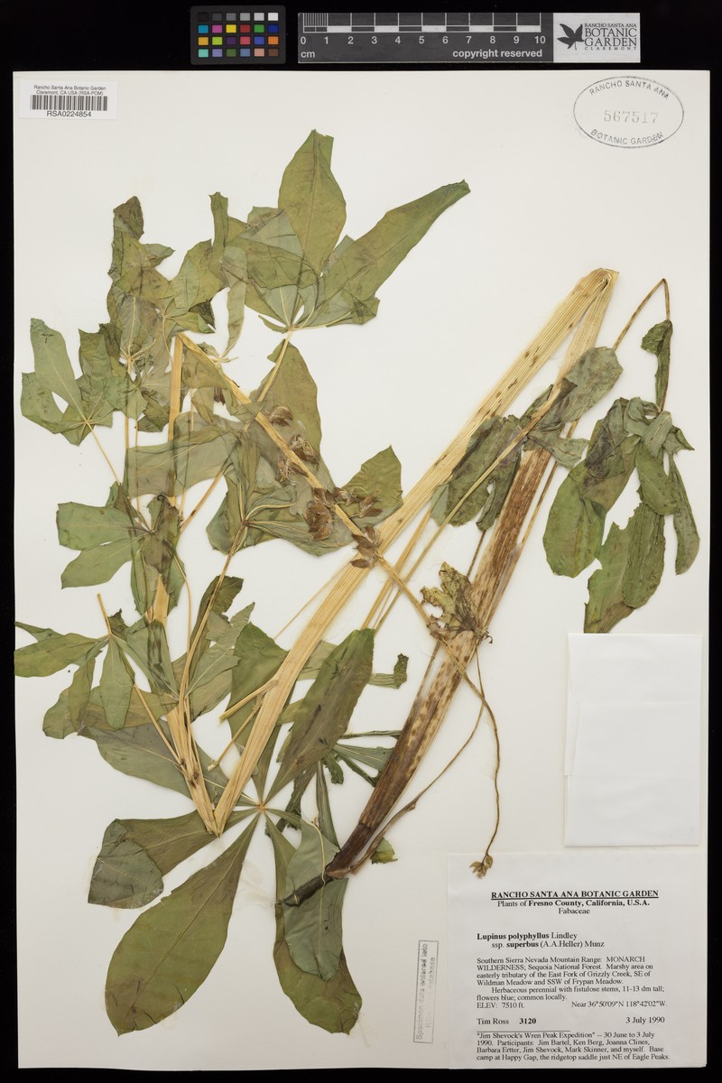 Lupinus polyphyllus subsp. superbus