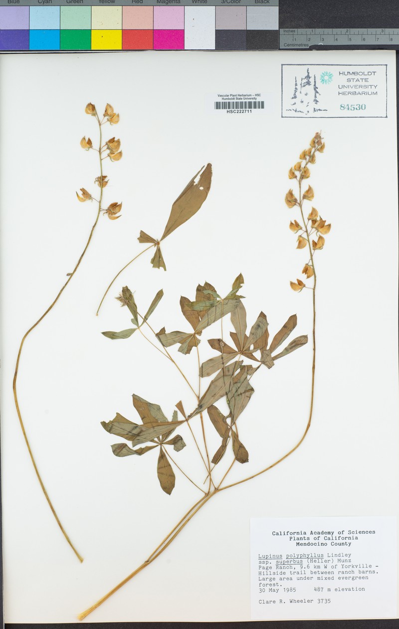 Lupinus polyphyllus subsp. superbus photo 2