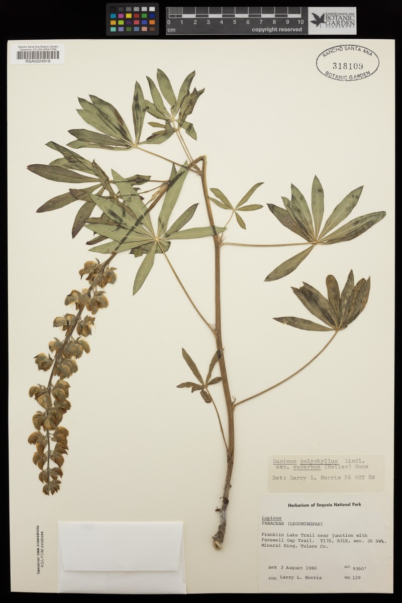 Lupinus polyphyllus subsp. superbus photo 3