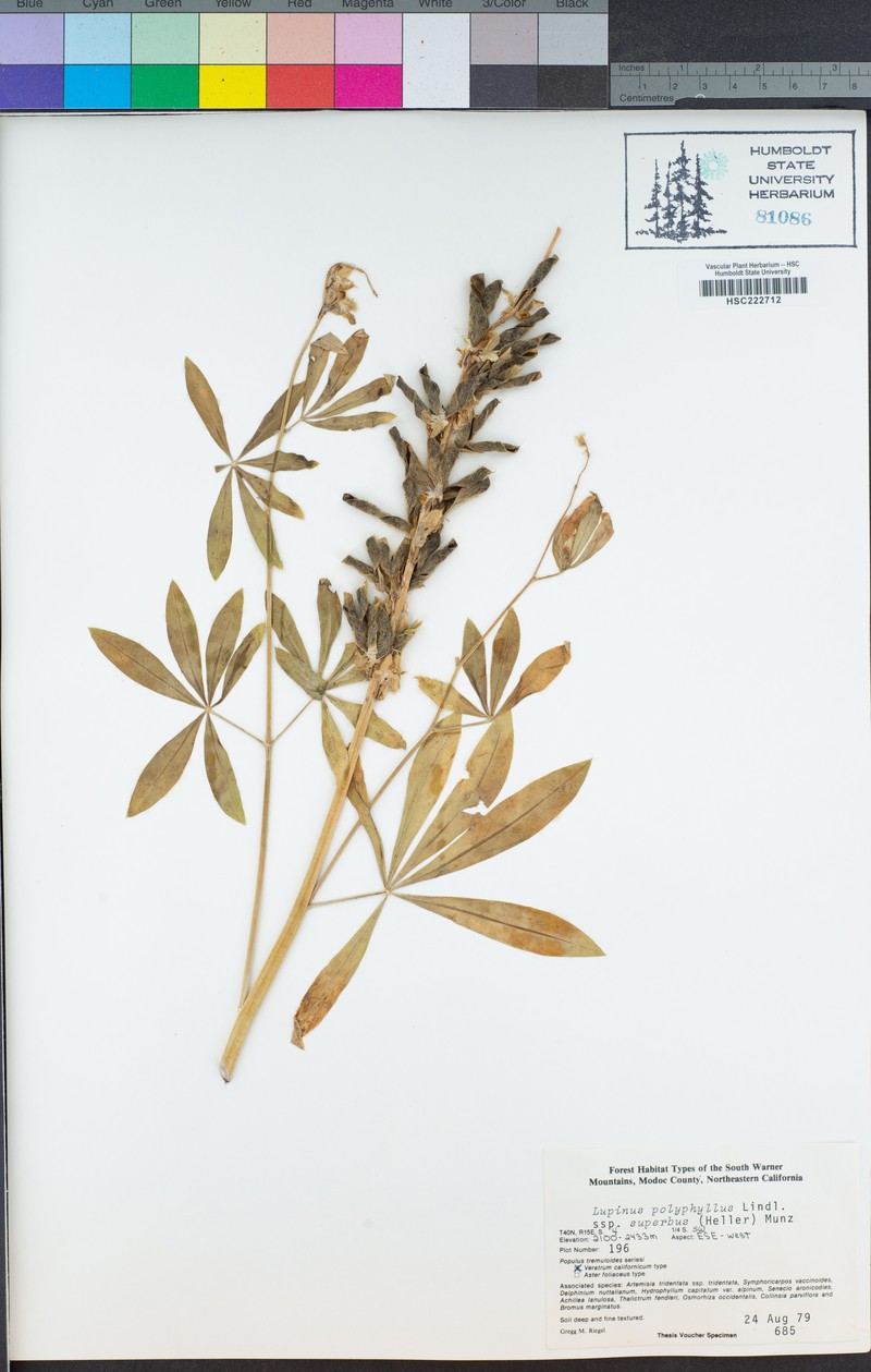 Lupinus polyphyllus subsp. superbus photo 4