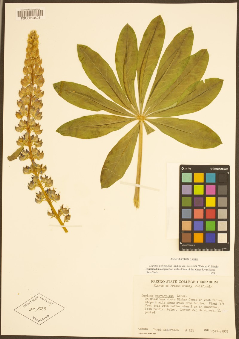 Lupinus polyphyllus subsp. superbus photo 5