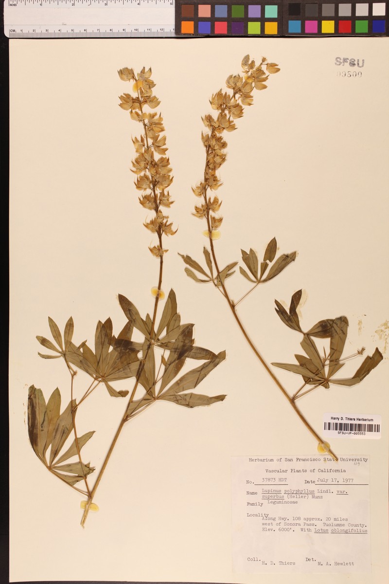 Lupinus polyphyllus subsp. superbus photo 6