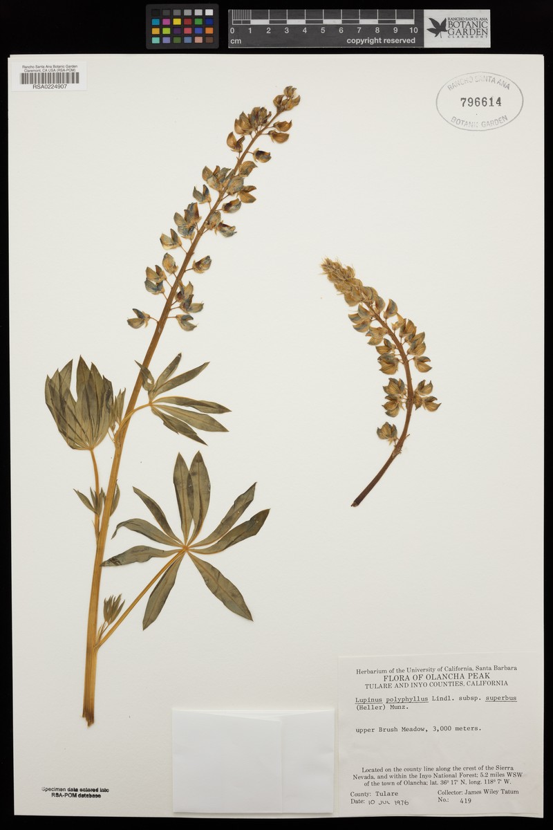 Lupinus polyphyllus subsp. superbus photo 7