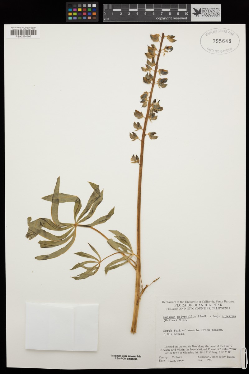 Lupinus polyphyllus subsp. superbus photo 8