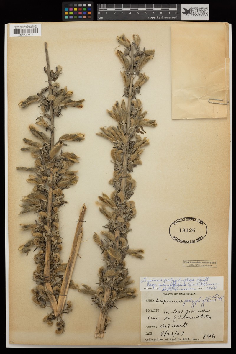 Lupinus polyphyllus var. grandifolius photo 2