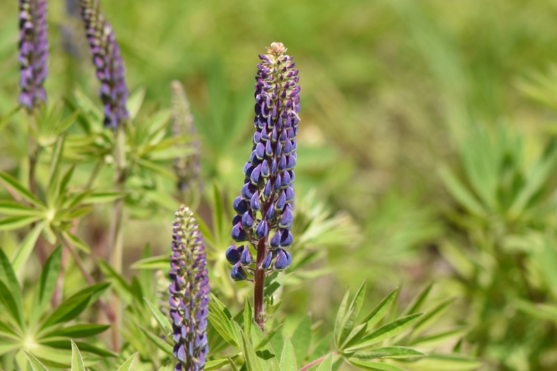 Lupinus polyphyllus var. pallidipes photo 2